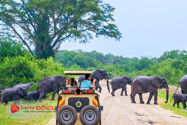 các khu du lịch sinh thái nổi tiếng thế giới - Vườn quốc gia Yala ở Sri Lanka 