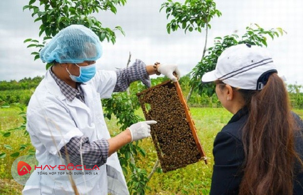 Du khách tìm hiểu về Trang trại ong