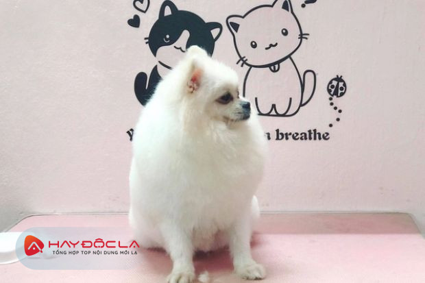 Kún Miu Pet Shop & Grooming - dịch vụ tắm chó mèo Hà Nội