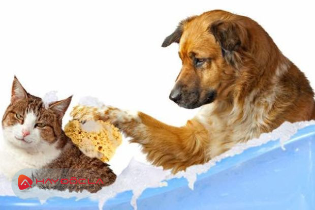  Pet Love - dịch vụ tắm chó mèo Hà Nội