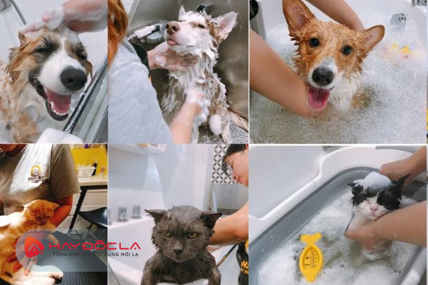 Shiny Pet - dịch vụ tắm chó mèo Hà Nội