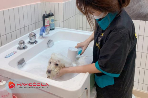 Kimi Pet - dịch vụ tắm chó mèo Hà Nội