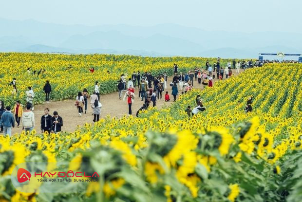 Cánh đồng hoa hướng dương là địa điểm du lịch Nghệ An