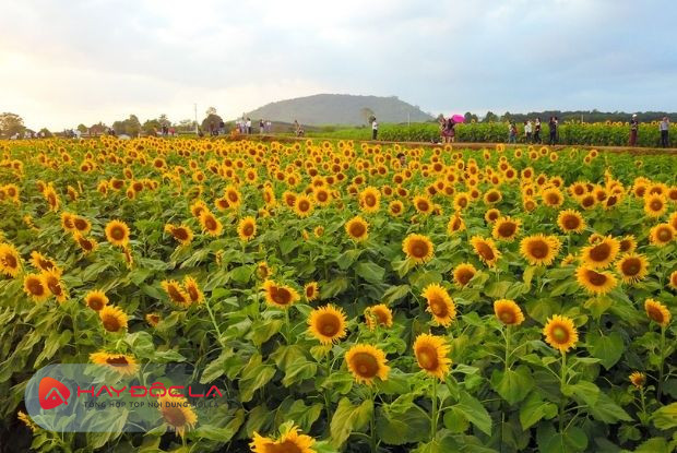 Địa điểm du lịch Nghệ An là cánh đồng hoa hướng dương