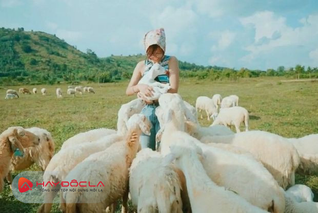Trại cừu là địa điểm du lịch Nghệ An mới lạ